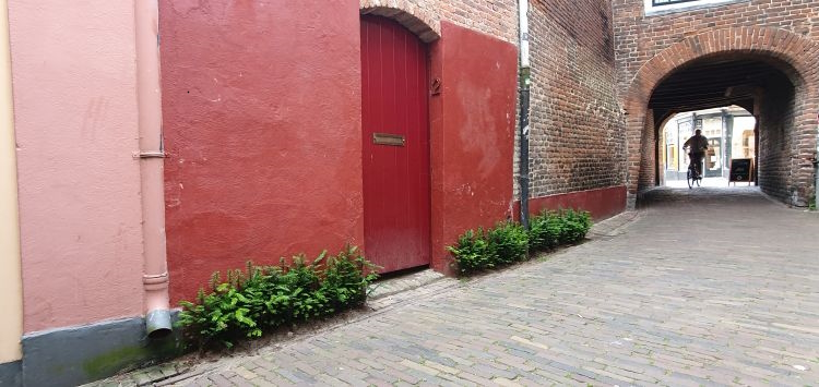 Een straat in de binnenstad waar het regenwater vanuit de regenpijp zo de goot in kan lopen