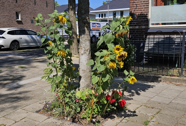 Kleine boomtuin met zonnebloemen