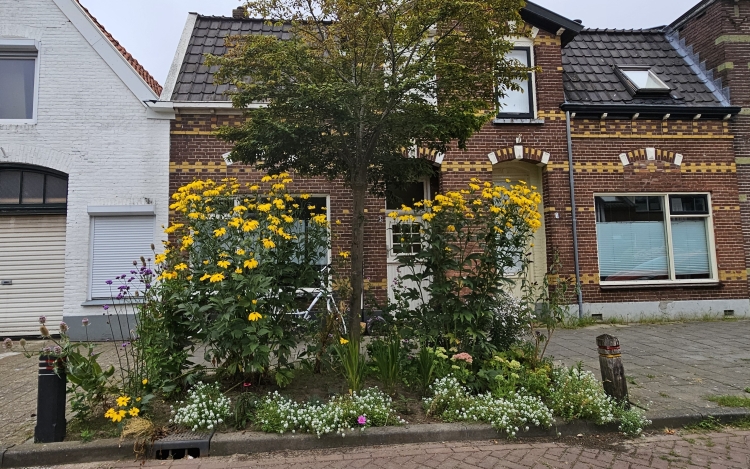 Rondom een boom op straat is een kleine tuin aangelegd met veel bloemen